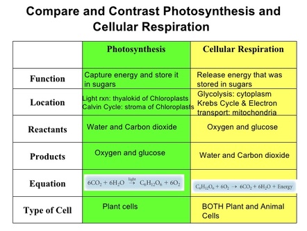 Essay comparing contrasting photosynthesis respiration